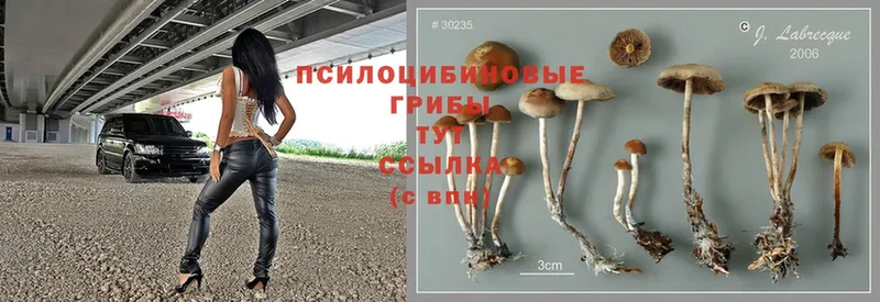 нарко площадка как зайти  Михайловск  Галлюциногенные грибы MAGIC MUSHROOMS 